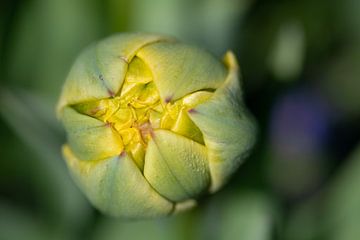 Een gele knop van een tulp van bovenaf