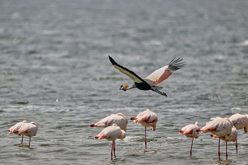 Grey crowned crane flies over flamingos in Ngorongoro crater.