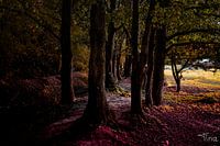 The dancing trees on the colourful leaves