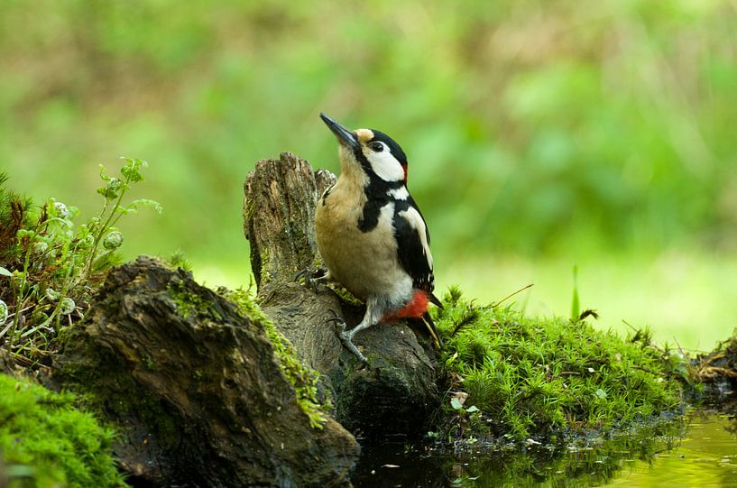Grote bonte specht by Ton van Weenen