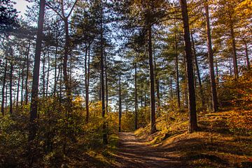 Forêt d'automne sur Esmeralda Fotografie