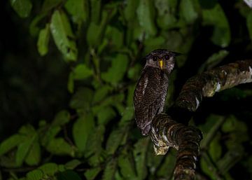 Barred Eagle Owl on the hunt by Lennart Verheuvel