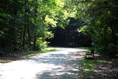 Ontdek de natuur in een bosrijk gebied in Emsland, Nedersaksen, Duitsland