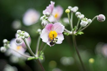 Bloemen | Wilde Roze Roos in Montréal van VIVID Photography Gallery