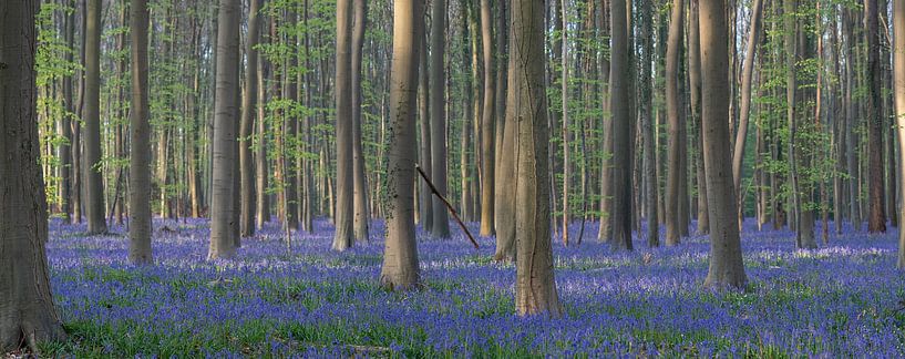 Hallerbos 2022 - 8 van Bart Ceuppens