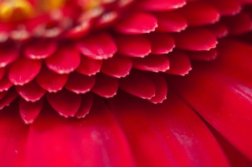 Gerbera