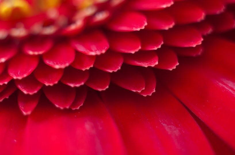 Gerbera von Anita van Hengel