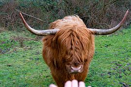 Scottish Highlanders "get-together " by Truckpowerr