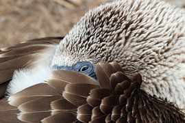Close up blue footed booby sur Marieke Funke