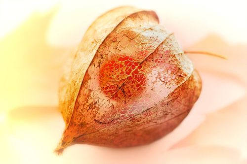 Lampionplant of Physalis