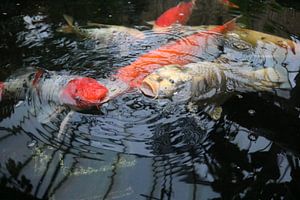 koi karpers