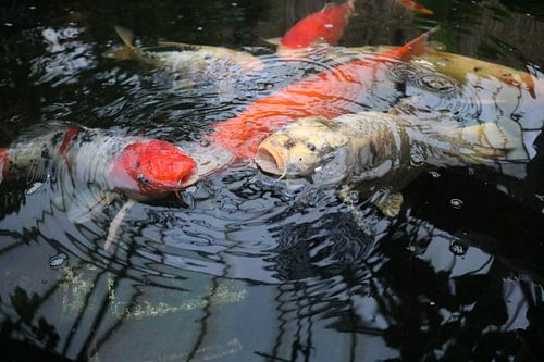 koi karpers van Rosalie Broerze