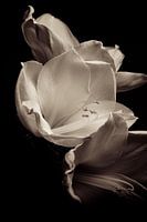 Flower | Amaryllis Untitled