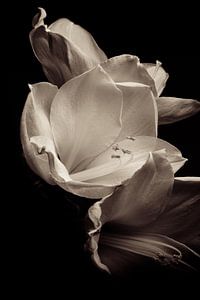 Blume, Amaryllis (ohne Titel)
