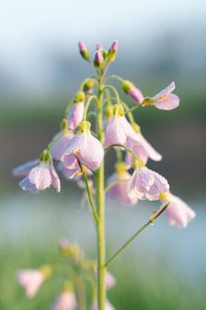 Morning dew on the cuckoo flower
