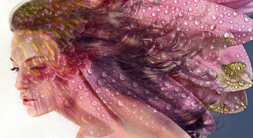 Daisy dame, ochtenddauw