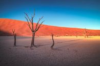 Namibia Deadvlei trees in the first light of day by Jean Claude Castor thumbnail
