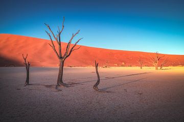 Namibië Deadvlei bomen in het eerste daglicht van Jean Claude Castor