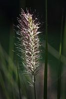 Plume dans l'herbe verte