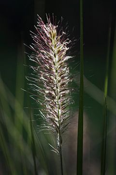 Pluim in groen gras