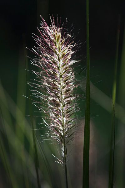Plume dans l'herbe verte par Fred de Krom