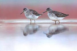 Bosruiters, Tringa glareola van AGAMI Photo Agency