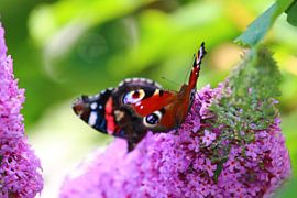 Vlinders Dagpauwoog & Atalanta.