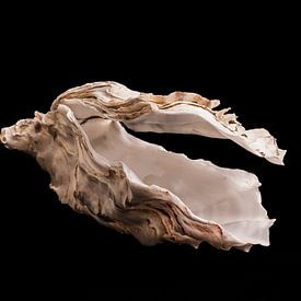 vliegende oesterschelp met het hoofd van een paard van Rien Buiter