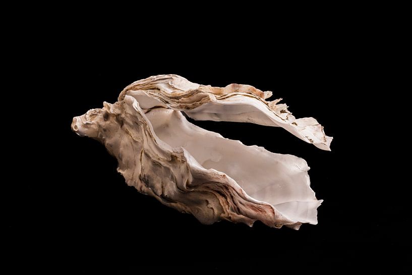 flying oyster shell with the head of a horse by Rien Buiter