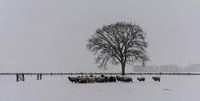 Sheep in the snow