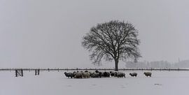 Sheep in the snow by Lieke Dotinga