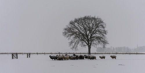 Schapen in de sneeuw