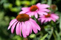 Echinacea purpurea, coneflower van Alexander Ludwig thumbnail