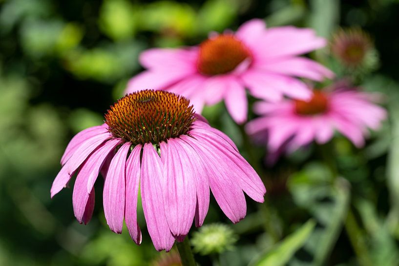 Echinacea purpurea, coneflower van Alexander Ludwig