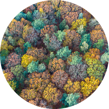 Herfstkleuren in het bos van Jeroen Kleiberg