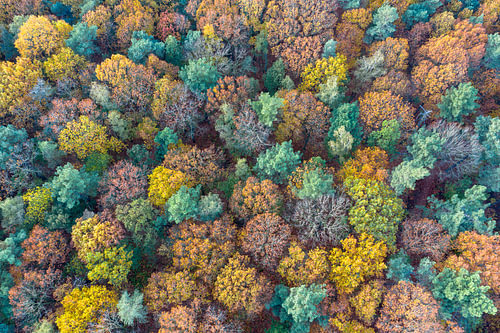 Naaldgroen tussen herfstgoud van bovenaf