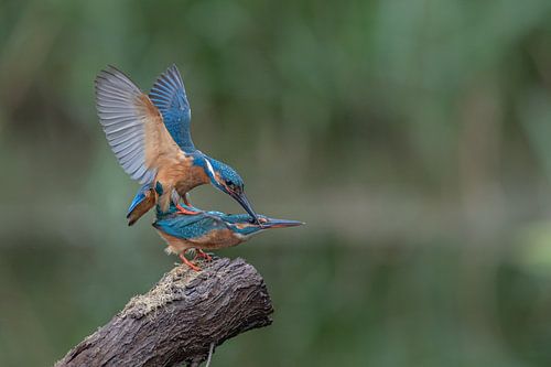Paarung von Eisvögeln in der niederländischen Natur