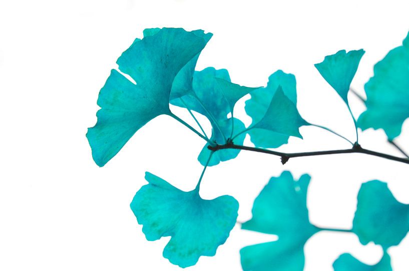 Blue Ginkgo Leaves by Corinne Welp