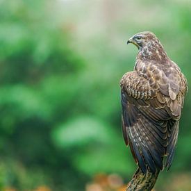 Mooie roofvogel de buizerd van Björn van den Berg