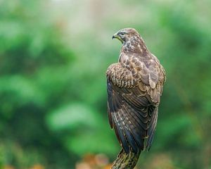 Magnifique oiseau de proie, la buse