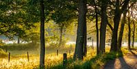 La nature autour d'Eindhoven 2025