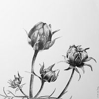 Bloem Cosmea bijna uit de knop