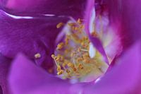 La rose des enregistrements macro