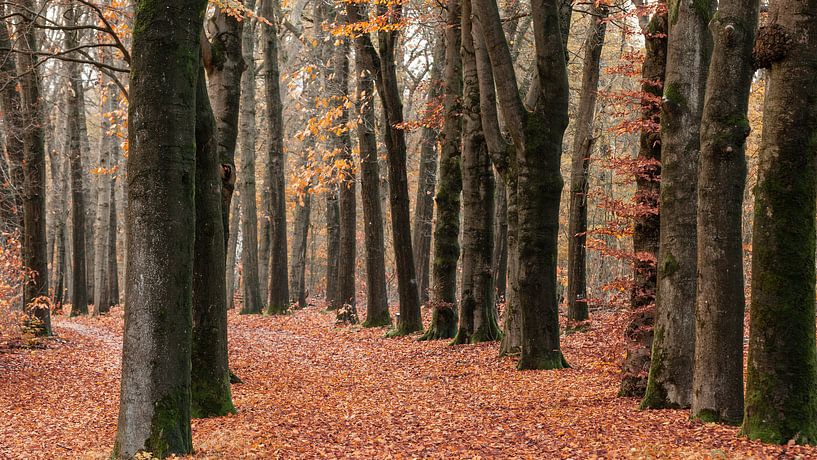 Beech avenue in autumn by Dick Doorduin