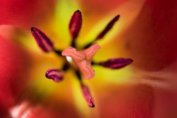 Close-up van een rood-gele tulp met stamper en meeldraden van Henk Vrieselaar