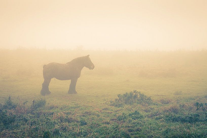 Paarden in de mist van Marcel Bakker