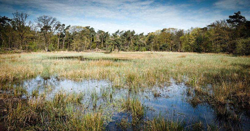 Lente bij een ven op de Stratumse Heide van H Verdurmen