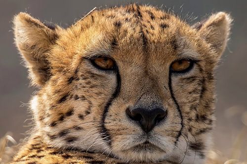 Jachtluipaard, Cheeta. Acinonyx jubatus