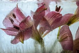 Rote Alstroemeria in Eis 3 von Marc Heiligenstein
