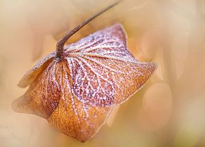 Eiskristalle auf der Hortensia